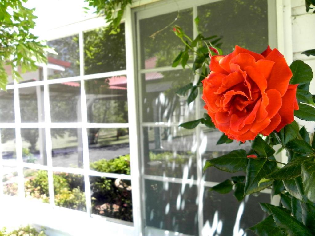 Moore Park Inn Armidale Zewnętrze zdjęcie